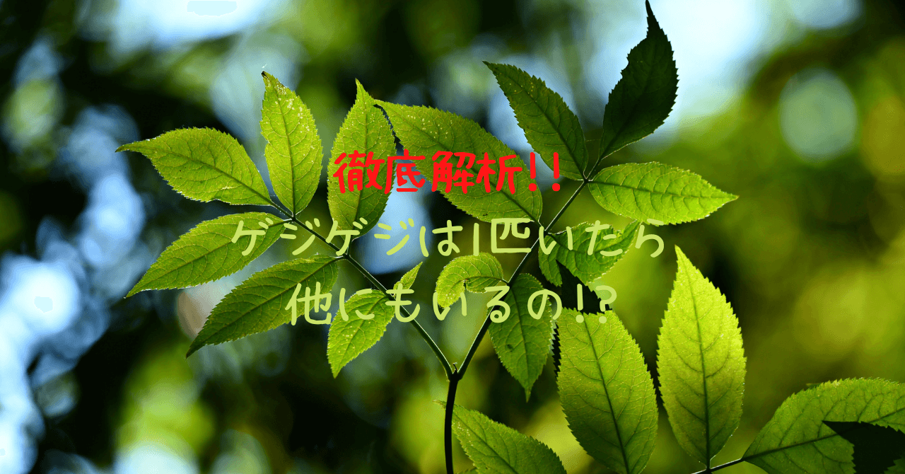 徹底解析 ゲジゲジが一匹いたら他にもいるの その真相は 豆ちし記